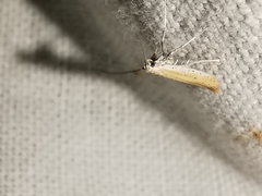 Aspilapteryx tringipennella