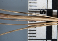 Festuca saximontana