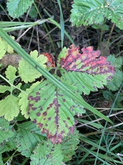 Diplocarpon fragariae