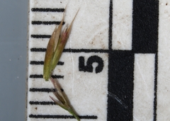 Festuca saximontana
