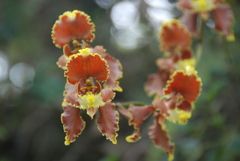 Cyrtochilum serratum