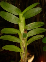 Dichaea morrisii