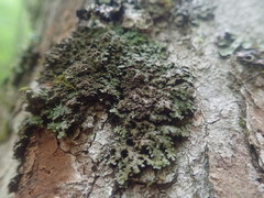 Physconia grumosa