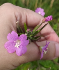 Epilobium hirsutum
