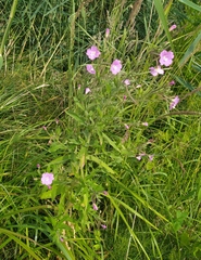 Epilobium hirsutum