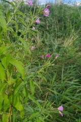 Epilobium hirsutum