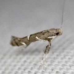 Caloptilia triadicae