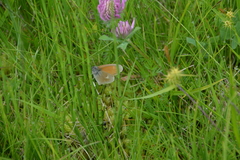 Coenonympha