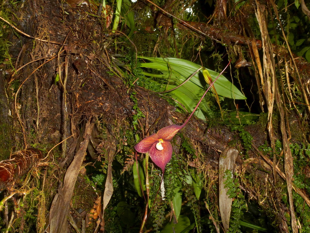 Dracula hirtzii
