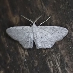 Idaea violacearia