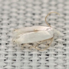 Pseudopostega quadristrigella