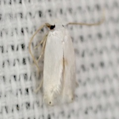 Pseudopostega quadristrigella