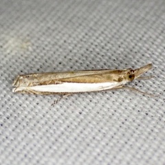 Crambus quinquareatus