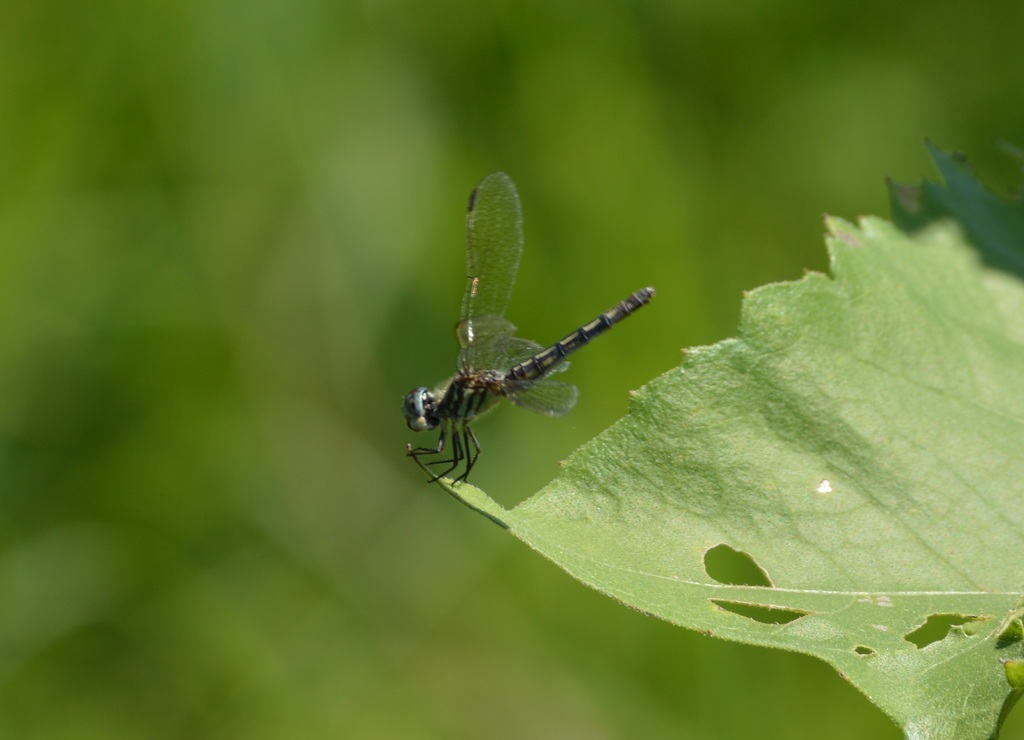 Blue Dasher from Ward's Farm (Sunflower Fields), NJ on July 18, 2020 at ...