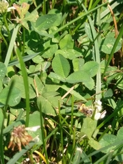 Calliopsis andreniformis