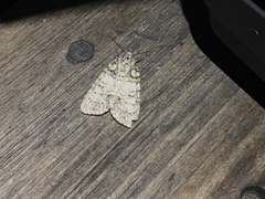 Acronicta retardata