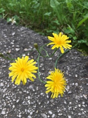 Scorzoneroides autumnalis