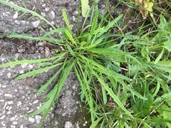 Scorzoneroides autumnalis