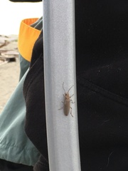 Copidita quadrimaculata