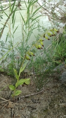 Epipactis bugacensis