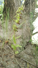 Epipactis bugacensis