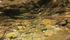 Hesperoleucus symmetricus