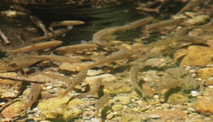 Hesperoleucus symmetricus