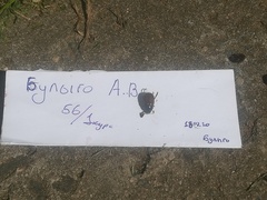 Phyllopertha horticola