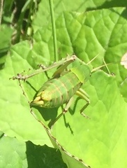 Psorodonotus macedonicus
