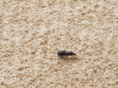 Liometopum apiculatum