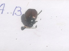 Phyllopertha horticola