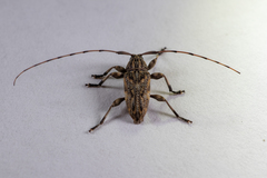 Atrypanius haldemani
