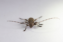Atrypanius haldemani