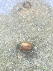 Phyllopertha horticola