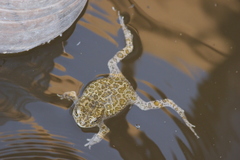 Bufotes boulengeri