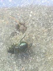 Phyllopertha horticola