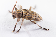 Atrypanius haldemani