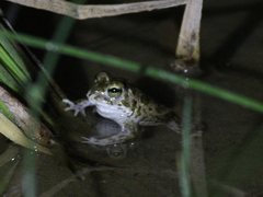 Bufotes boulengeri
