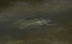 Bufotes boulengeri boulengeri