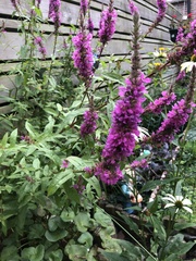 Lythrum salicaria