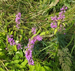 Lythrum salicaria