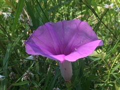 Ipomoea sagittata