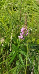 Lythrum salicaria