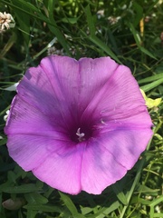 Ipomoea sagittata