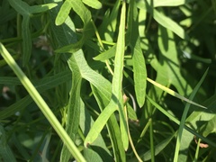 Ipomoea sagittata