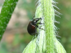 Haplorhynchites aeneus