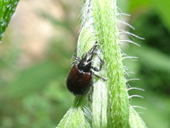 Haplorhynchites aeneus