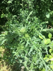 Carduus acanthoides acanthoides