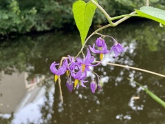 Solanum dulcamara