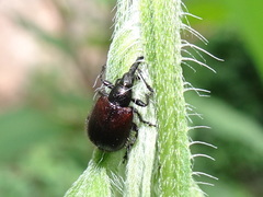 Haplorhynchites aeneus